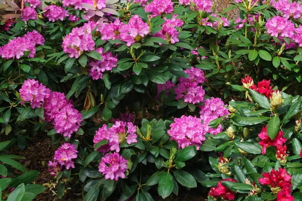 Multicolored rhododendrons in the city park in the spring. — Stock Photo, Image