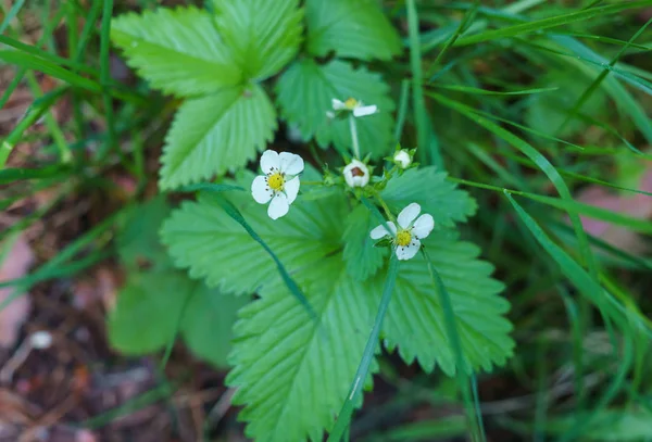 Blooming wild strawberry, early spring in the forest. — Stock Photo, Image