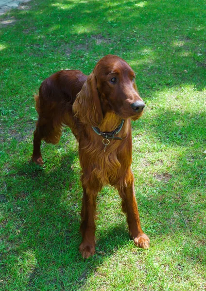 Anjing keturunan satter, warna coklat di halaman . — Stok Foto
