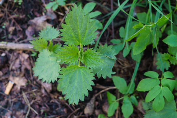 The first shoots of nettle in the spring forest. — Stock Photo, Image