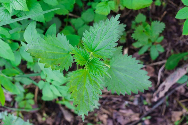 De första skotten av nässlor i vårskogen. — Stockfoto