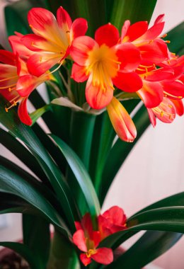 Klivya 'nın çiçek açan çiçeklerinin muhteşem bir dalı.