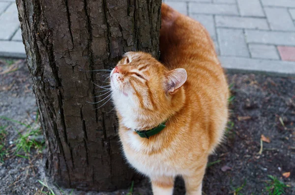 Un gatto rosso viene accarezzato per strada . — Foto Stock