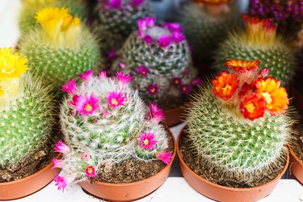 Blooming Cacti in a garden center in flower pots. — Stock Photo, Image