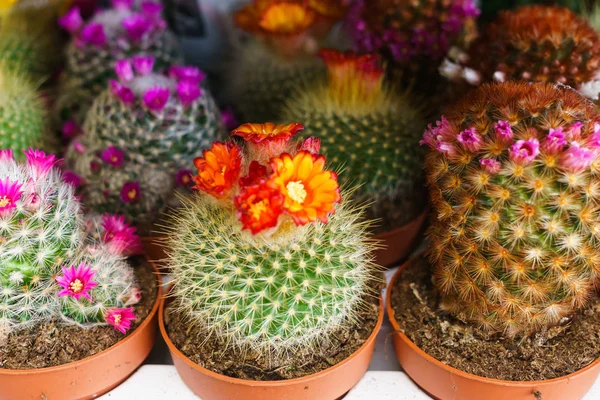 Blooming Cacti in a garden center in flower pots. — Stock Photo, Image