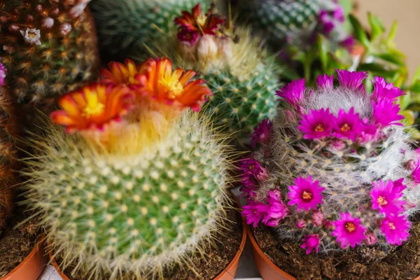 Blooming Cacti in a garden center in flower pots. — Stock Photo, Image