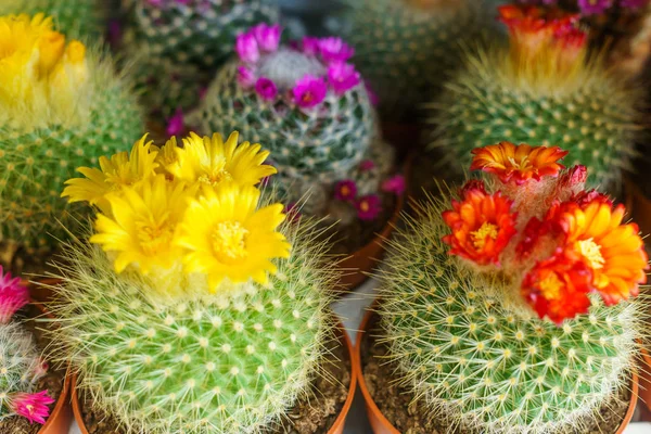 Blooming Cacti in a garden center in flower pots. — Stock Photo, Image