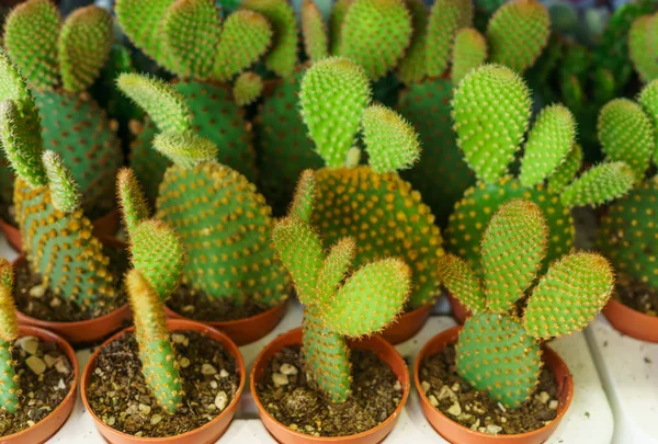 Cacti in the garden center in flower pots. — Stock Photo, Image