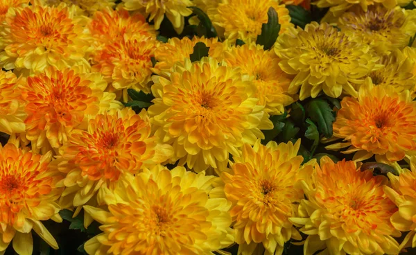 Schöne gelbe Chrysanthemenblume im Garten. — Stockfoto