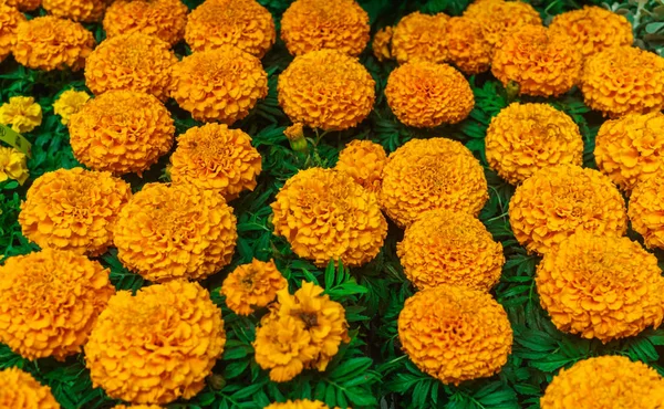 Schöne gelbe Blüten großer Ringelblumen im Gartencenter. — Stockfoto