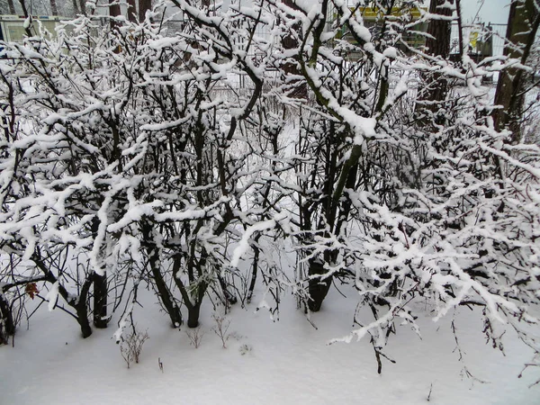 Заснеженные деревья в лесу. Первый снег . — стоковое фото