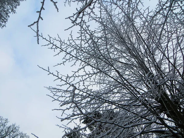 雪が森の木々を覆っていた。初雪. — ストック写真