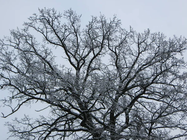 雪が森の木々を覆っていた。初雪. — ストック写真