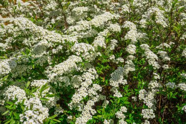 Beyaz sarmaşık kokulu Greshfish çiçekleri ilkbaharın başlarında parkta.