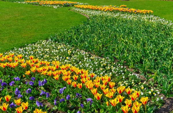 Krásné jaro, vícebarevné tulipány zasadil v městském parku. — Stock fotografie