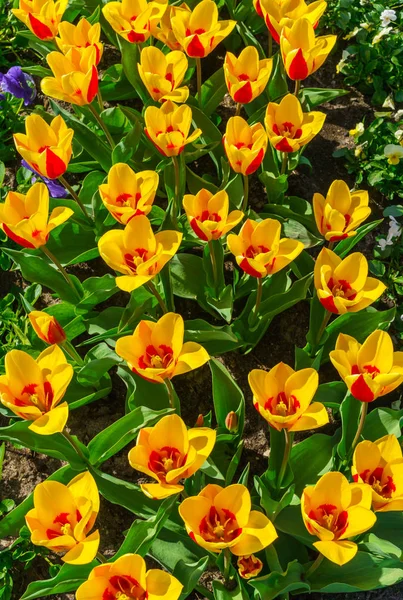 Beautiful spring , multi-colored tulips planted in the city park.