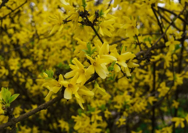 Żółte kwiaty forsycji wczesną wiosną na gołe gałęzie bez liści. — Zdjęcie stockowe