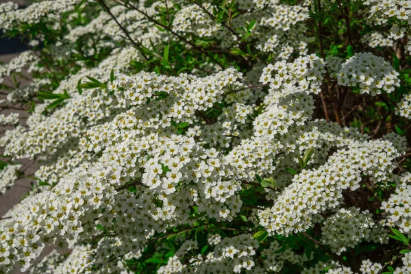 Pachnące kwiaty białej spiraea Greshfish wczesną wiosną w parku. — Zdjęcie stockowe