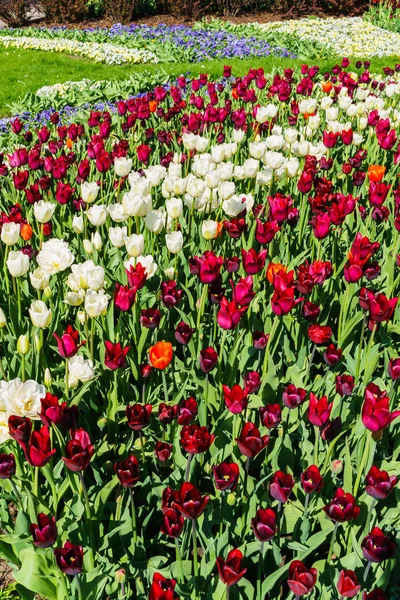 Krásné jaro, vícebarevné tulipány zasadil v městském parku. — Stock fotografie