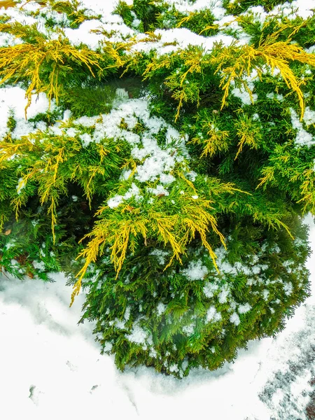 Green branches of trees covered with snow . — 스톡 사진