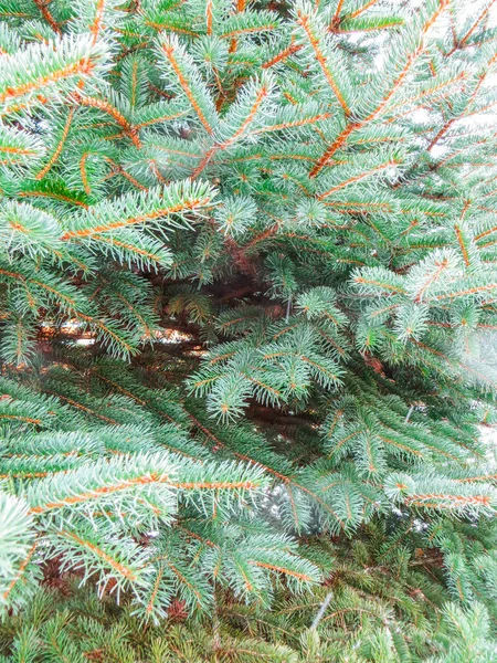 Groene takken van bomen bedekt met sneeuw . — Stockfoto