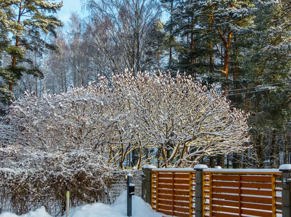 Primera nieve. Árboles traídos por la nieve en Jurmala, Letonia 2018 . — Foto de Stock