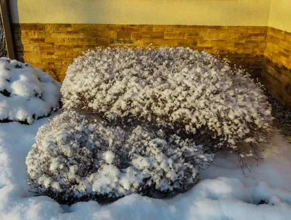 Первый снег. Деревья, принесенные снегом в Юрмалу, Латвия 2018 . — стоковое фото