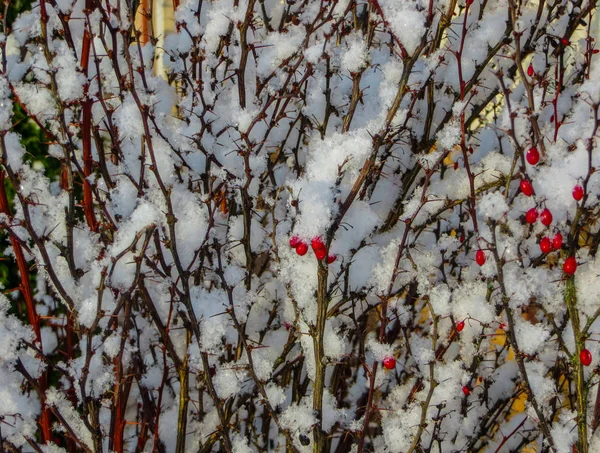Красные ягоды барбариса покрыты белым снегом . — стоковое фото