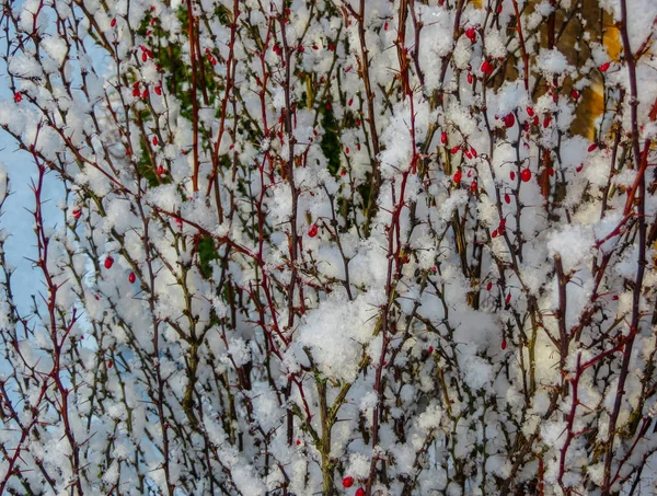 De rode bessen van de barbes zijn bedekt met witte sneeuw. — Stockfoto