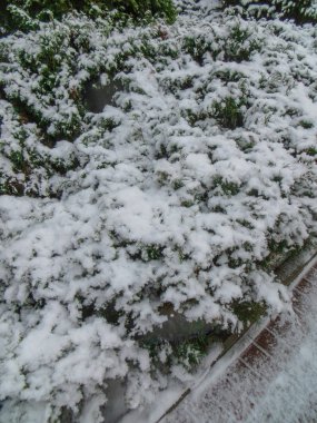 Letonya 'da karla kaplı ormandaki ağaçlar.