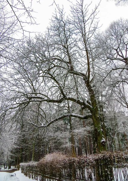 Bomen in het bos bedekt met sneeuw in Letland. — Stockfoto