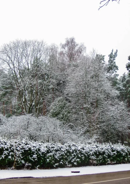 Зимова дорога і сніг з пейзажем дерев з морозами . — стокове фото