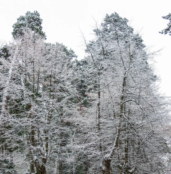 Arbres dans la forêt recouverts de neige en Lettonie . — Photo