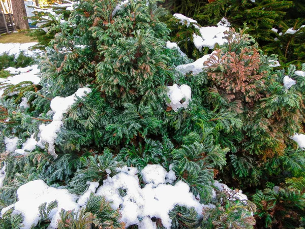 Trees in the forest covered with snow in Latvia. — 스톡 사진