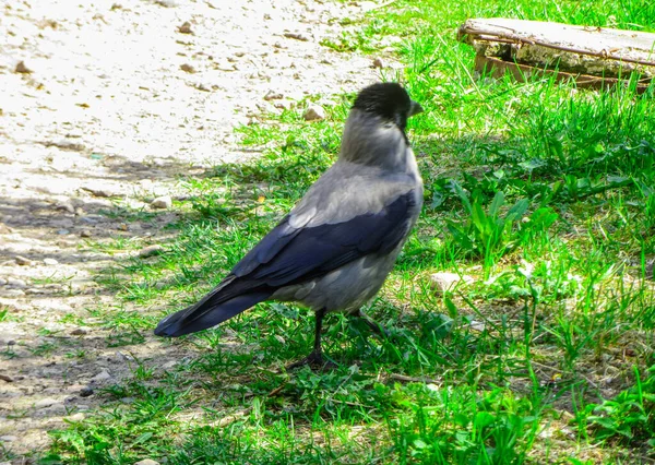 Corvo no parque na grama preto grande pé na grama . — Fotografia de Stock