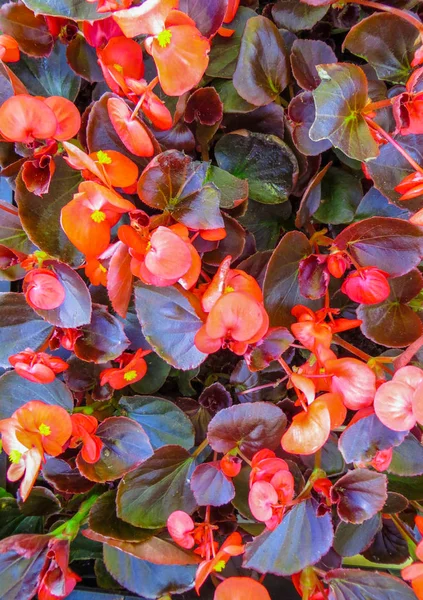 Red begonias grow on a flowerbed in the garden. — Stock Photo, Image