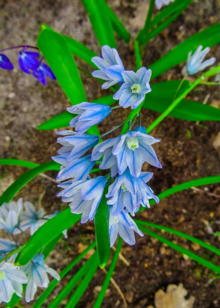 De första vårblommorna är hyacinter i en vårträdgård. — Stockfoto