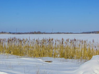 Letonya 'da kışın karla kaplı tarlalar.