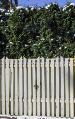 İlk kar. Jurmala, Letonya 2018 'de kar tarafından getirilen ağaçlar.