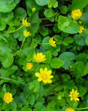 Vahşi ormanda ilk bahar çiçekleri.