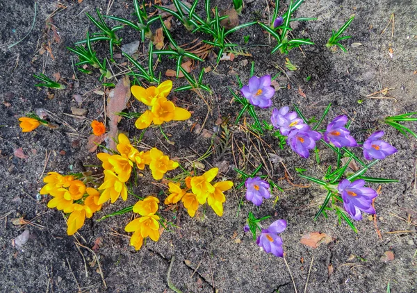 Pierwszy wiosenny krokus. Wiosną pachnące kwiaty krokusa i zielonej trawy. Wiosna jasne tło kwiatowe. Delikatny symbol sprężyny. — Zdjęcie stockowe