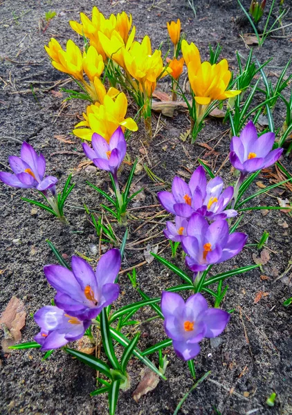 Первые весенние цветы крокус. весна ароматные цветы из крокуса и зеленой травы. Весной яркий цветочный фон. Мягкий символ весны . — стоковое фото
