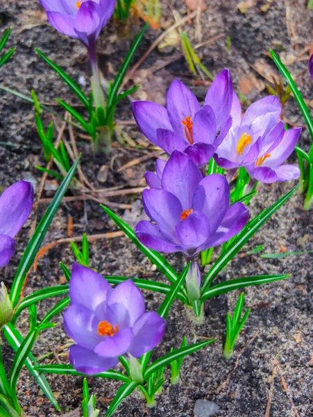 The first spring flowers crocus. White spring fragrant flowers of crocus and green grass. Spring bright floral background. Gentle symbol of spring. — Stock Photo, Image