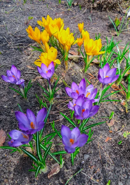 第一个春天的花是番红花。 春天芬芳的番红花和绿草花。 春天明亮的花朵背景. 温柔的春天的象征. — 图库照片