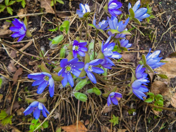 Pierwsze wiosenne kwiaty wątrobowca w lesie. Wiosna jasne tło kwiatowe. Delikatny symbol sprężyny. — Zdjęcie stockowe