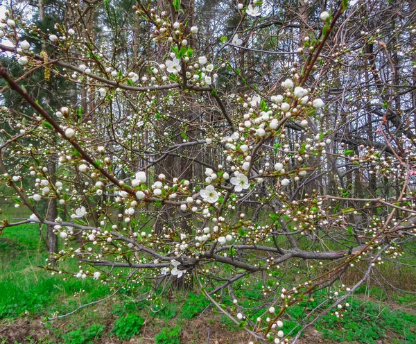 Schneeweiße Zweige blühender Kirschpflaumen im Frühlingsgarten. — Stockfoto