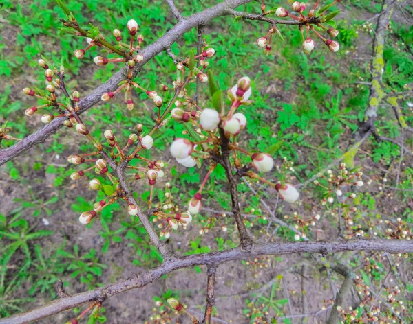 Sněhobílé větví kvetoucí Slivoň myrobalán, v jarní zahradě. — Stock fotografie
