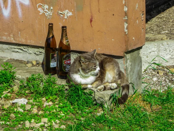 Street cat warmed up near empty bottles of beer — 스톡 사진