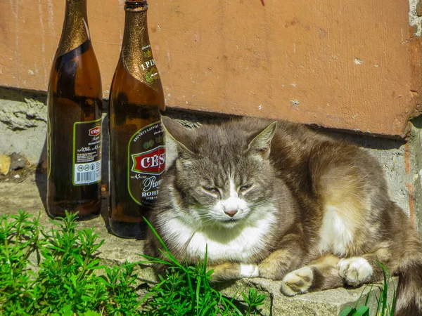 Street cat warmed up near empty bottles of beer. — 스톡 사진