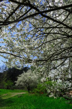 Bembeyaz bahar bahçe çiçek açan kiraz Erik dalı.